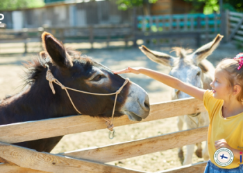 Dạy tiếng anh dành cho trẻ em 5 tuổi bố mẹ cần biết điều gì (6 lỗi phổ biến cần tránh)